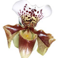 Lady Slipper Orchid